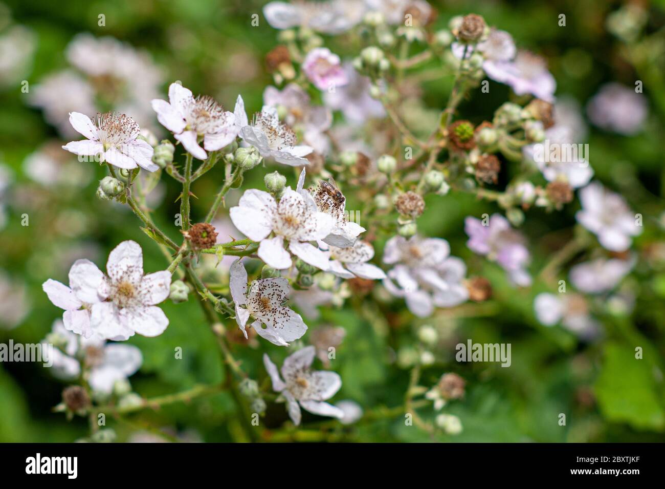 Pale pink flowers of a blackberry bush in June, UK Stock Photo