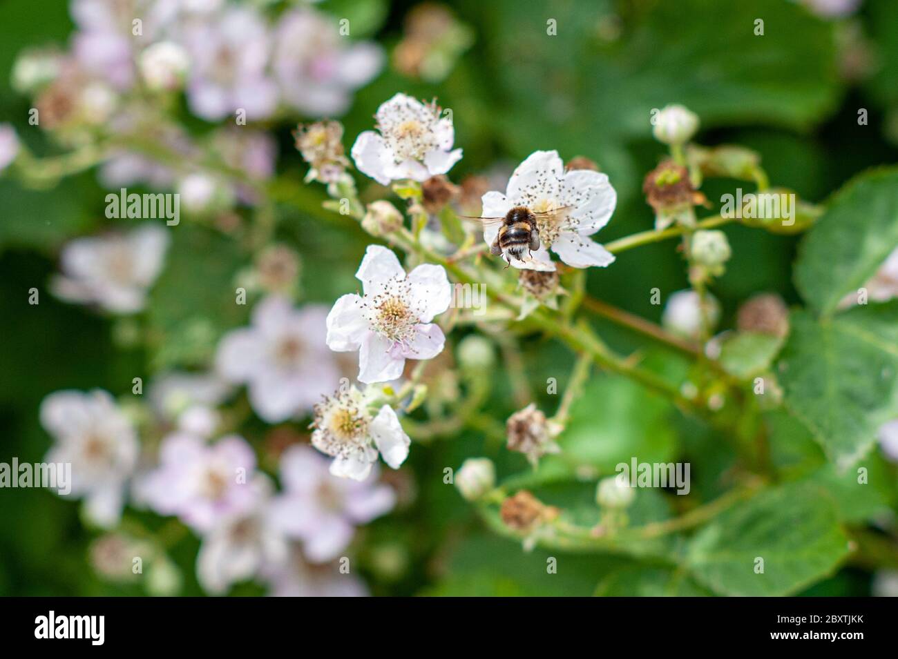 Bumblebee (Bombus terrestris) on pale pink flowers of a blackberry bush in June, UK Stock Photo