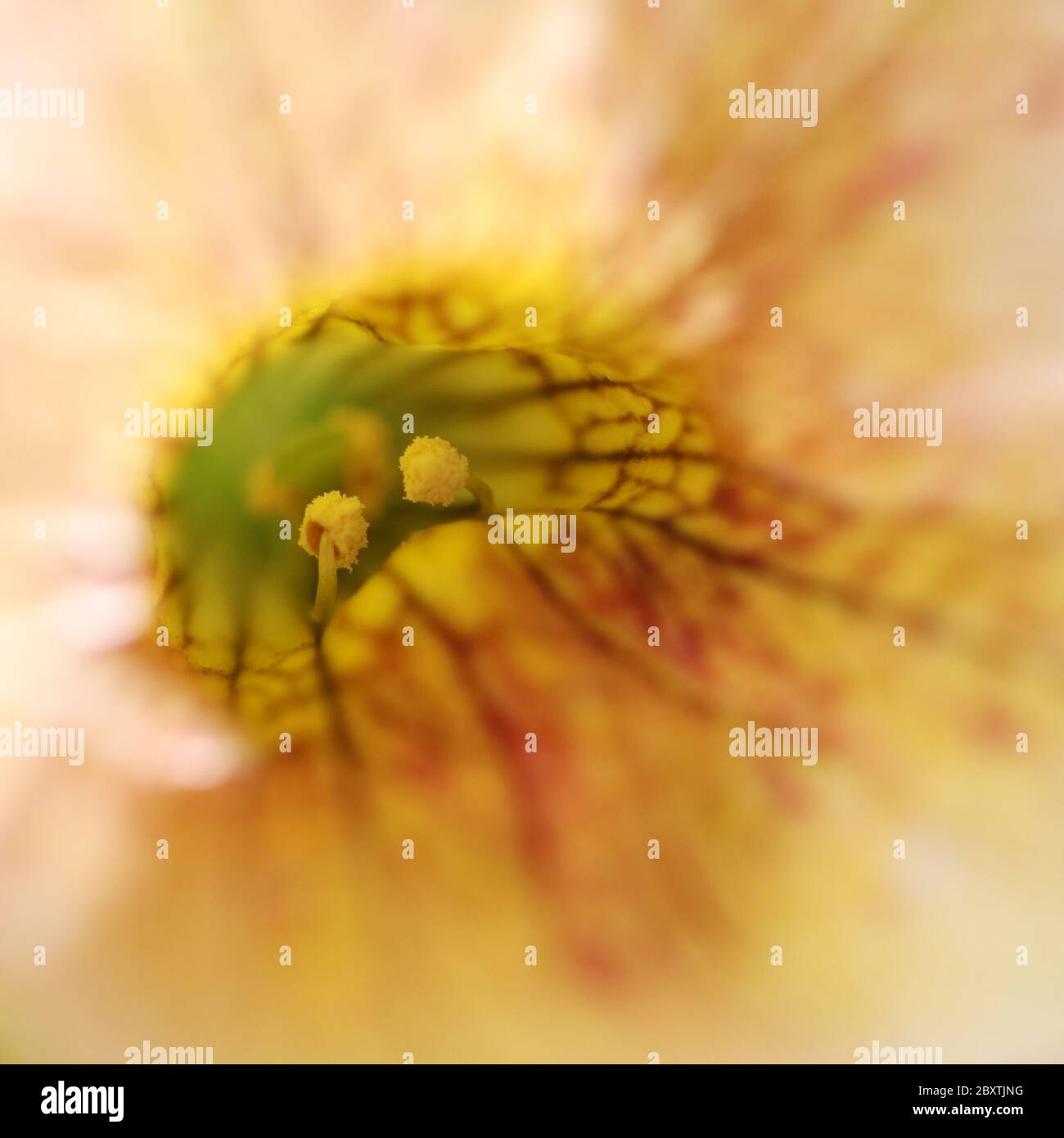 Million Bells flowers macro Stock Photo - Alamy