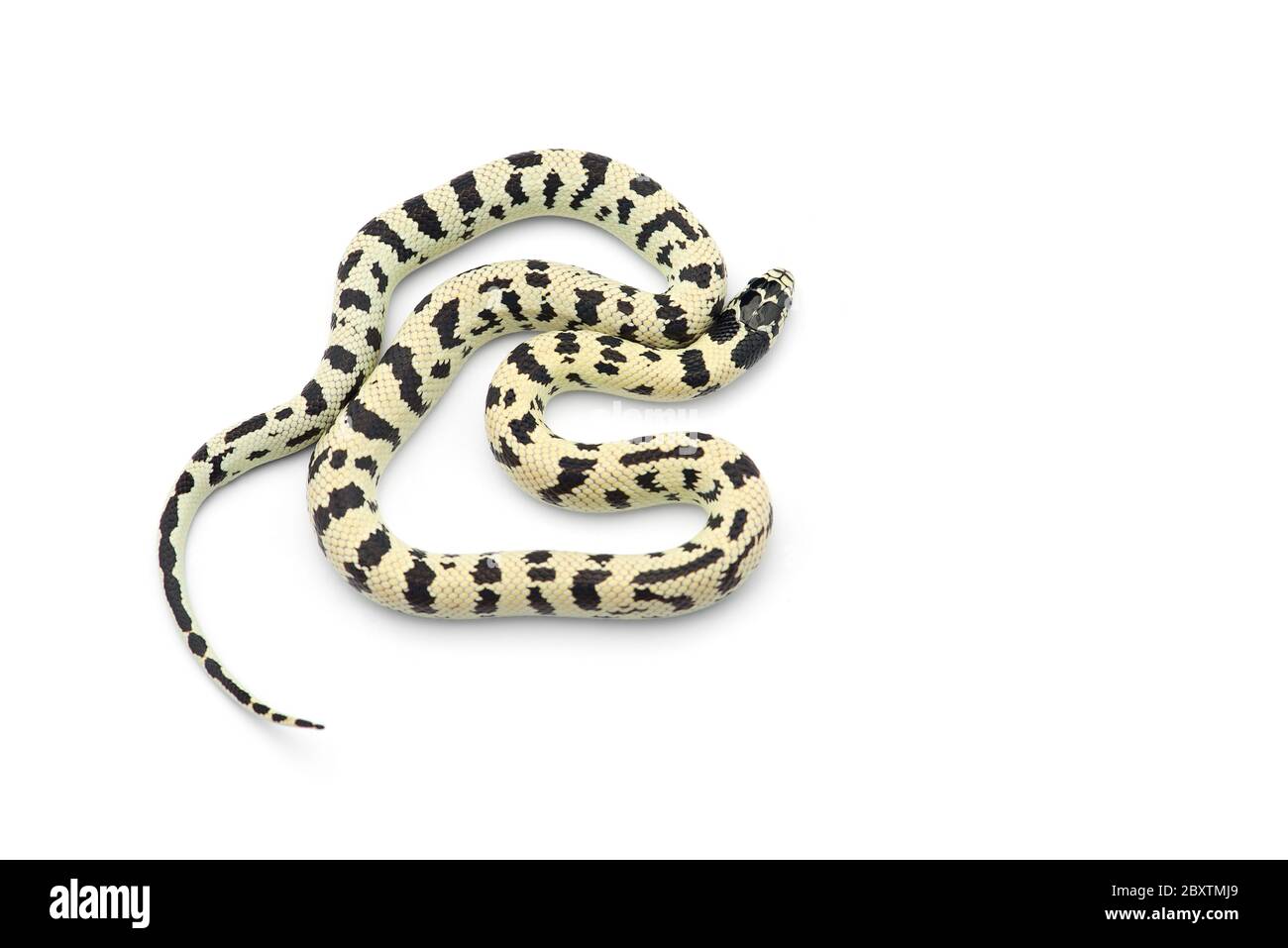 White-black King snake isolated on white background Stock Photo