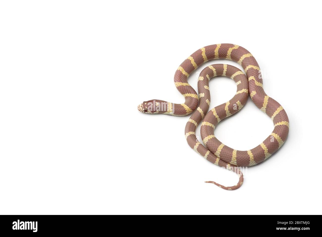 White-black King snake isolated on white background Stock Photo