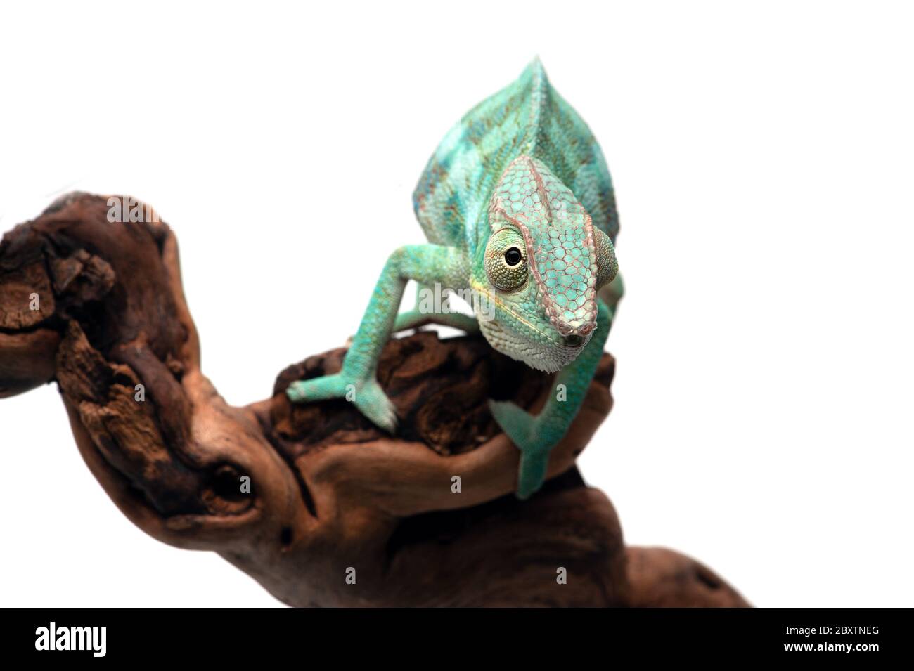Blue lizard Panther chameleon isolated on white background Stock Photo