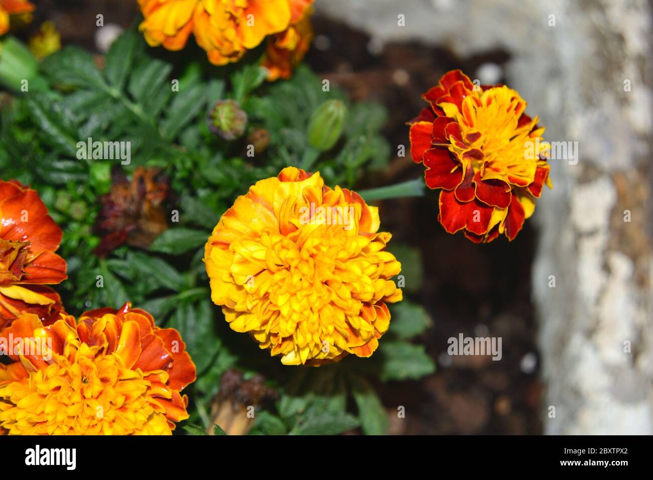 Marigold Beauty Stock Photo