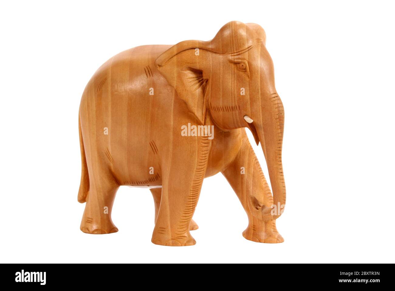 Indian elephant Cut Out Stock Images & Pictures - Alamy