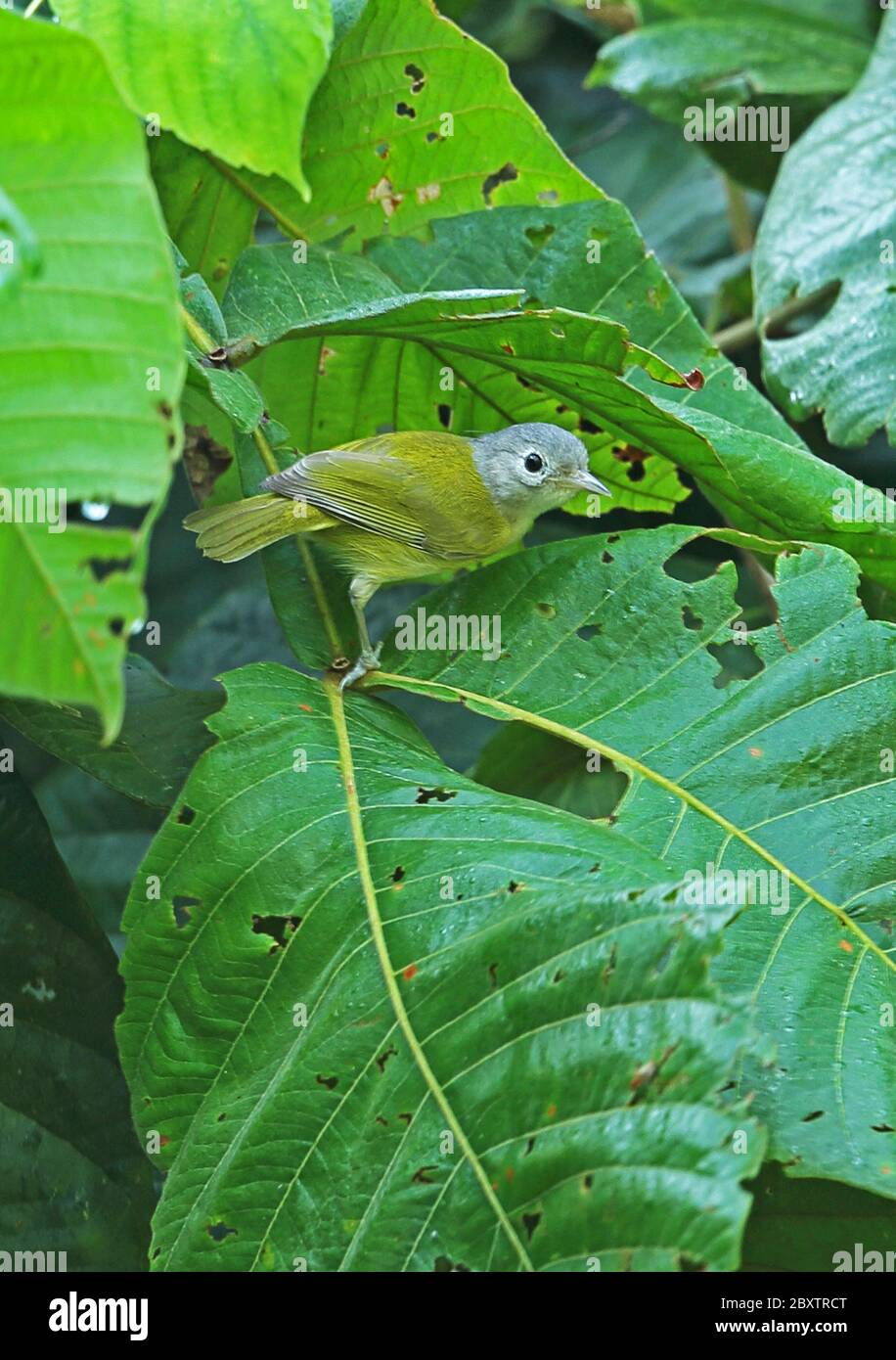 Lesser Greenlet (Hylophilus decurtatus decurtatus) adult perched on leaf  Lancetilla Botanical Gardens, Honduras      February 2016 Stock Photo