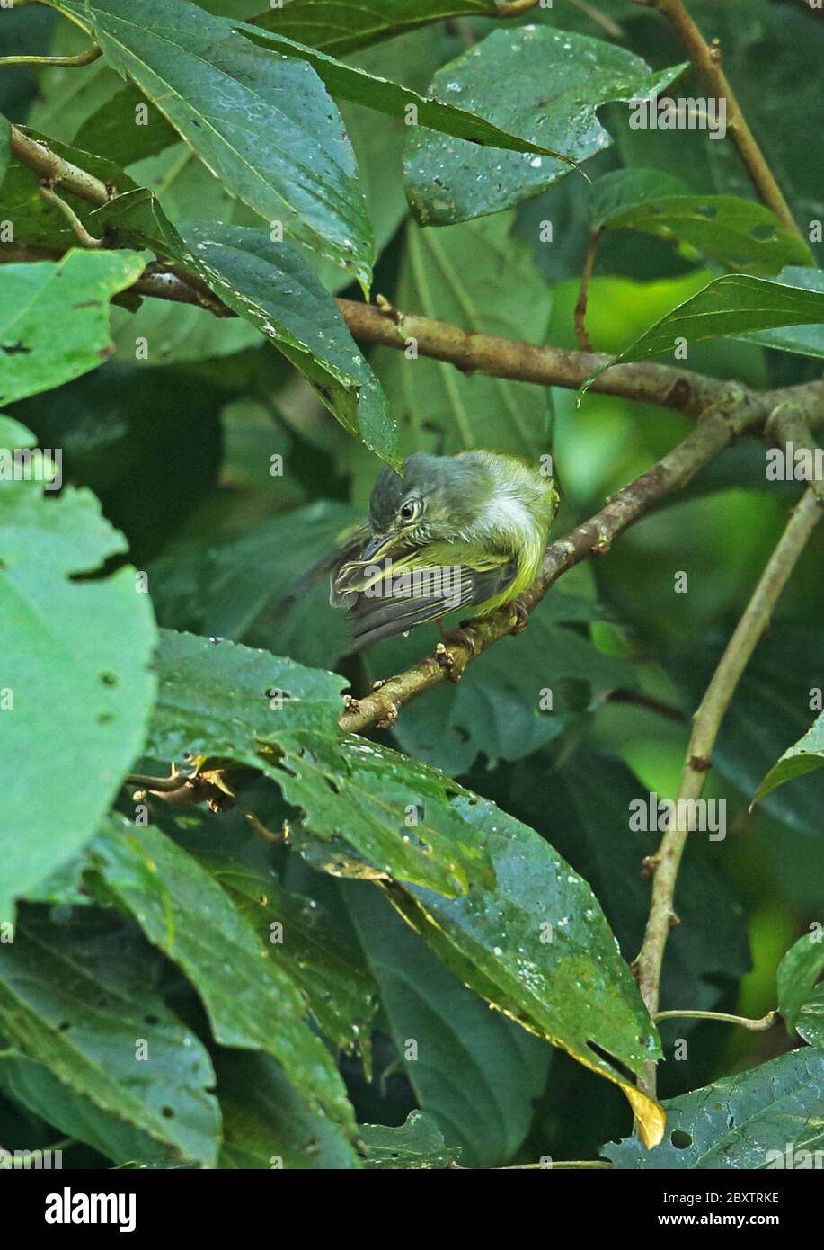 Lesser Greenlet (Hylophilus decurtatus decurtatus) adult perched on branch preening  Lancetilla Botanical Gardens, Honduras      February 2016 Stock Photo