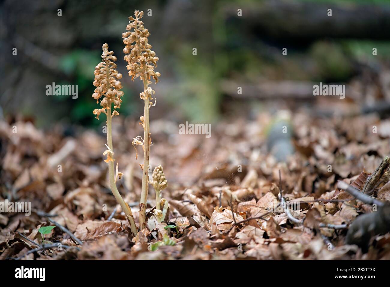 Bird's-nest orchids in beech woodland. It gets its name from its nest-like tangle of roots. Stock Photo