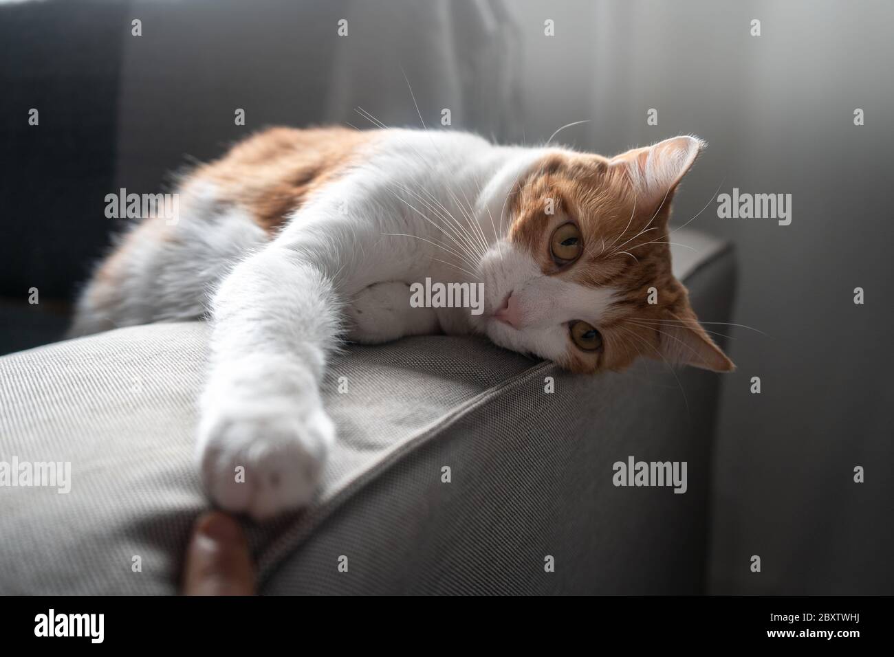 white and brown cat with yellow eyes lying on the back of the sofa ...