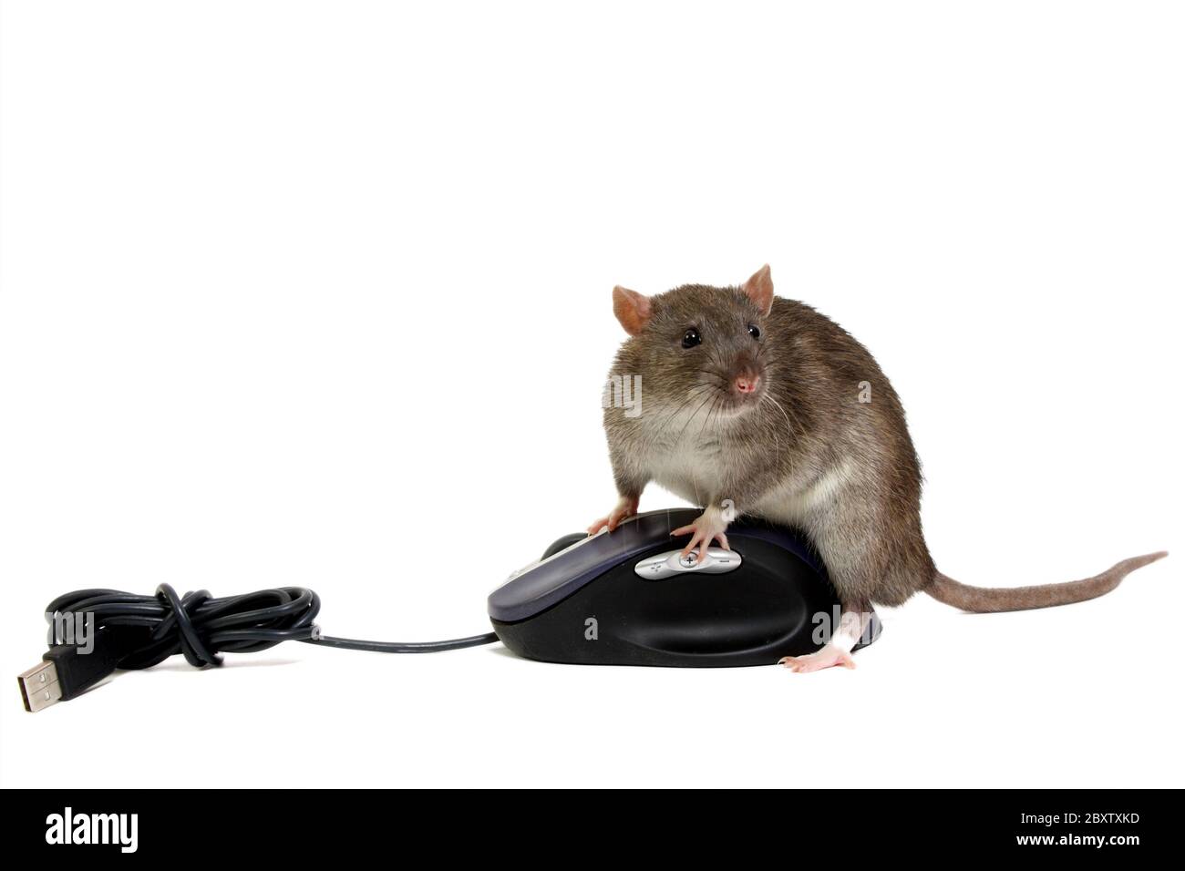 Rat and computer mouse hi-res stock photography and images - Alamy
