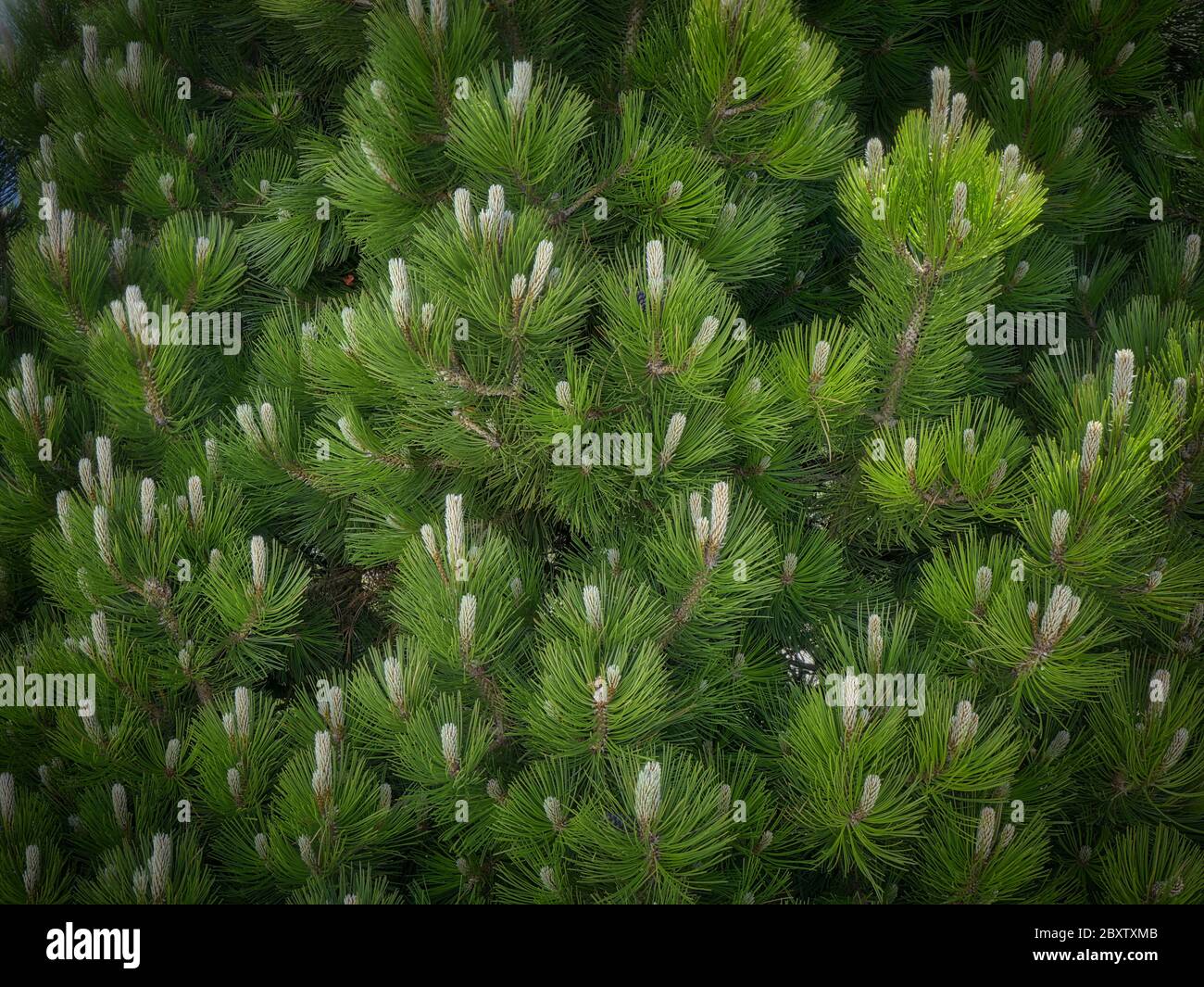 NATURE: Detail of blooming pine tree Stock Photo