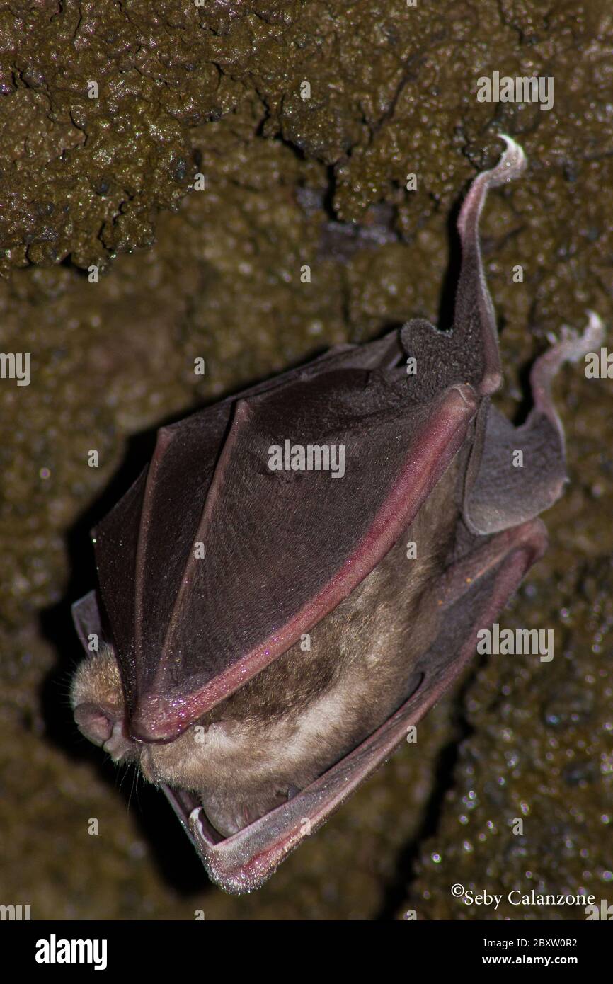 Bat detail sleeping inside a cave hanging suspended from the ceiling - nocturnal animal mammel Stock Photo