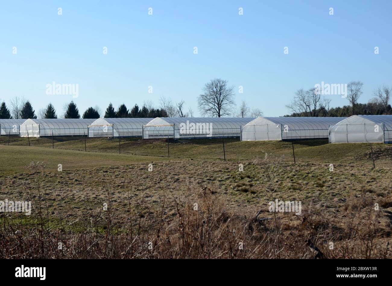 ORGANIC HOUSE Several tent agricultural greenhouses sit on a farm in
