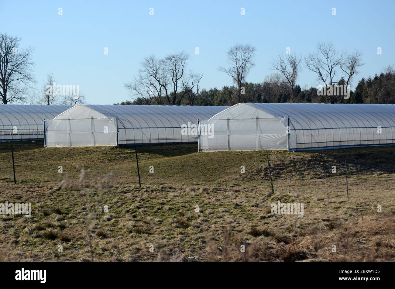 ORGANIC HOUSE Several tent agricultural greenhouses sit on a farm in