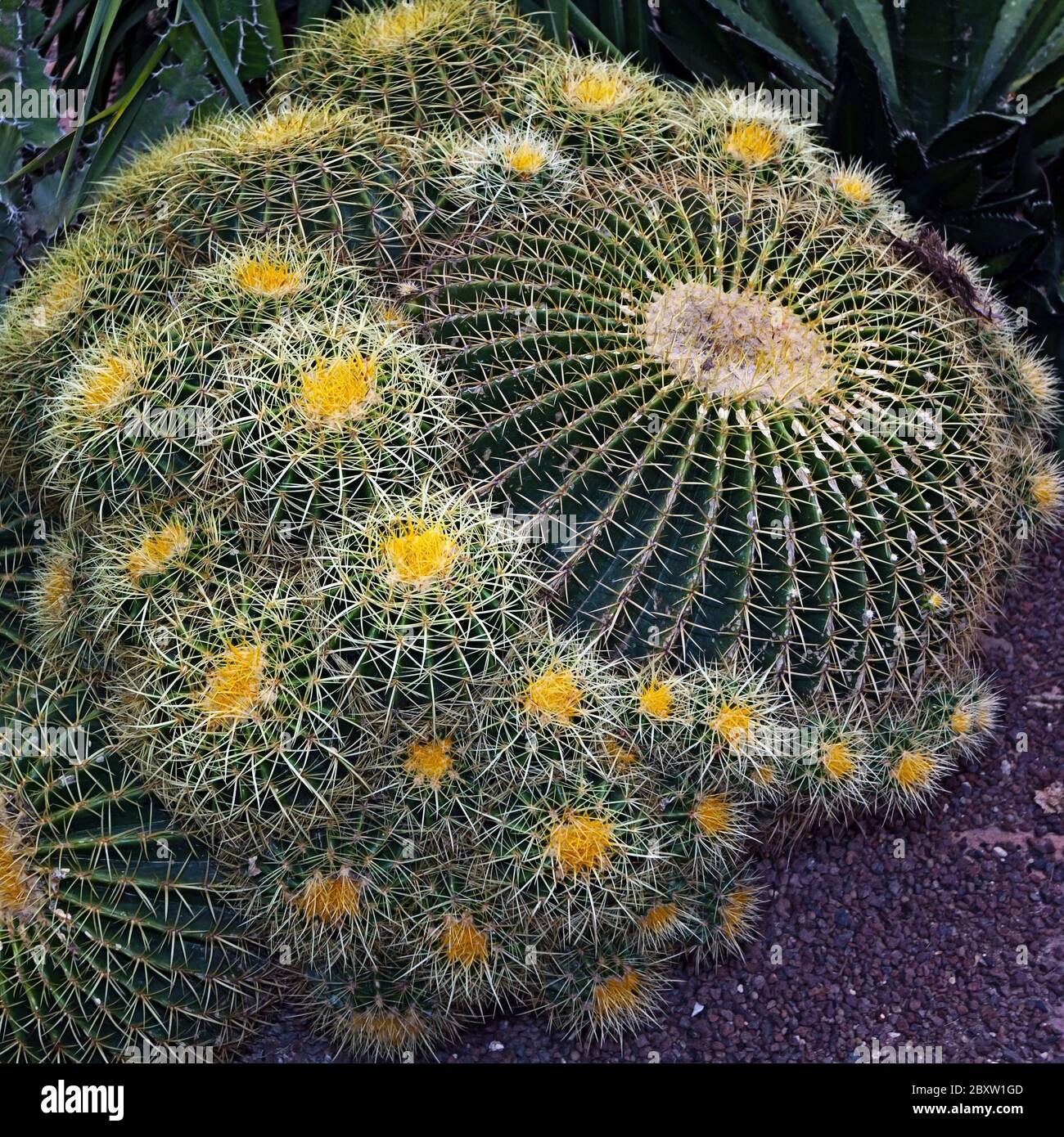 gold ball cactus Stock Photo - Alamy