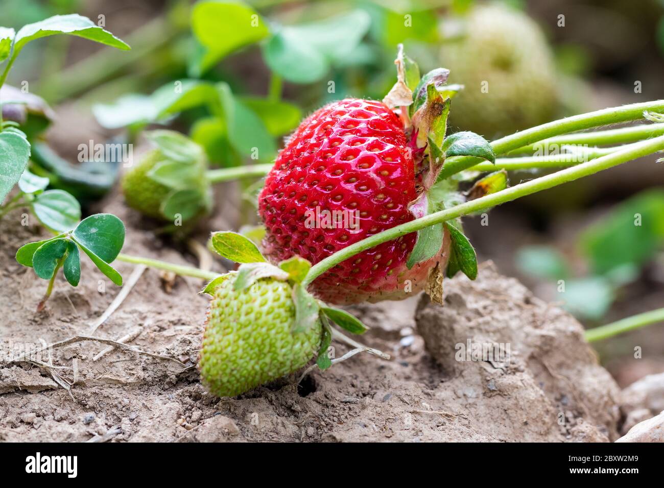 Selective focus of wild strawberries in different stages of ripening, green and red. Spain Stock Photo