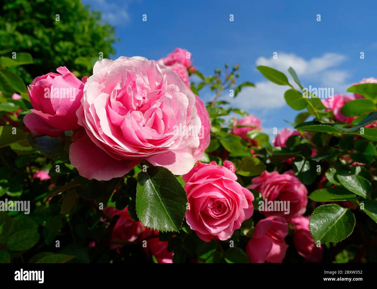 Flowers of a floribunda rose Stock Photo - Alamy