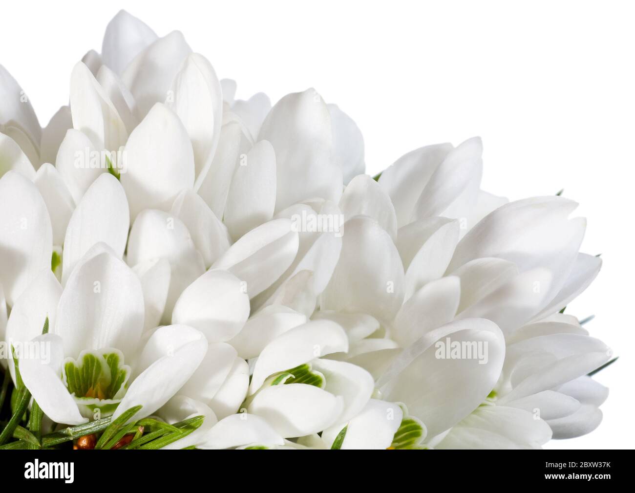 snowdrop flowers nosegay isolated on white Stock Photo