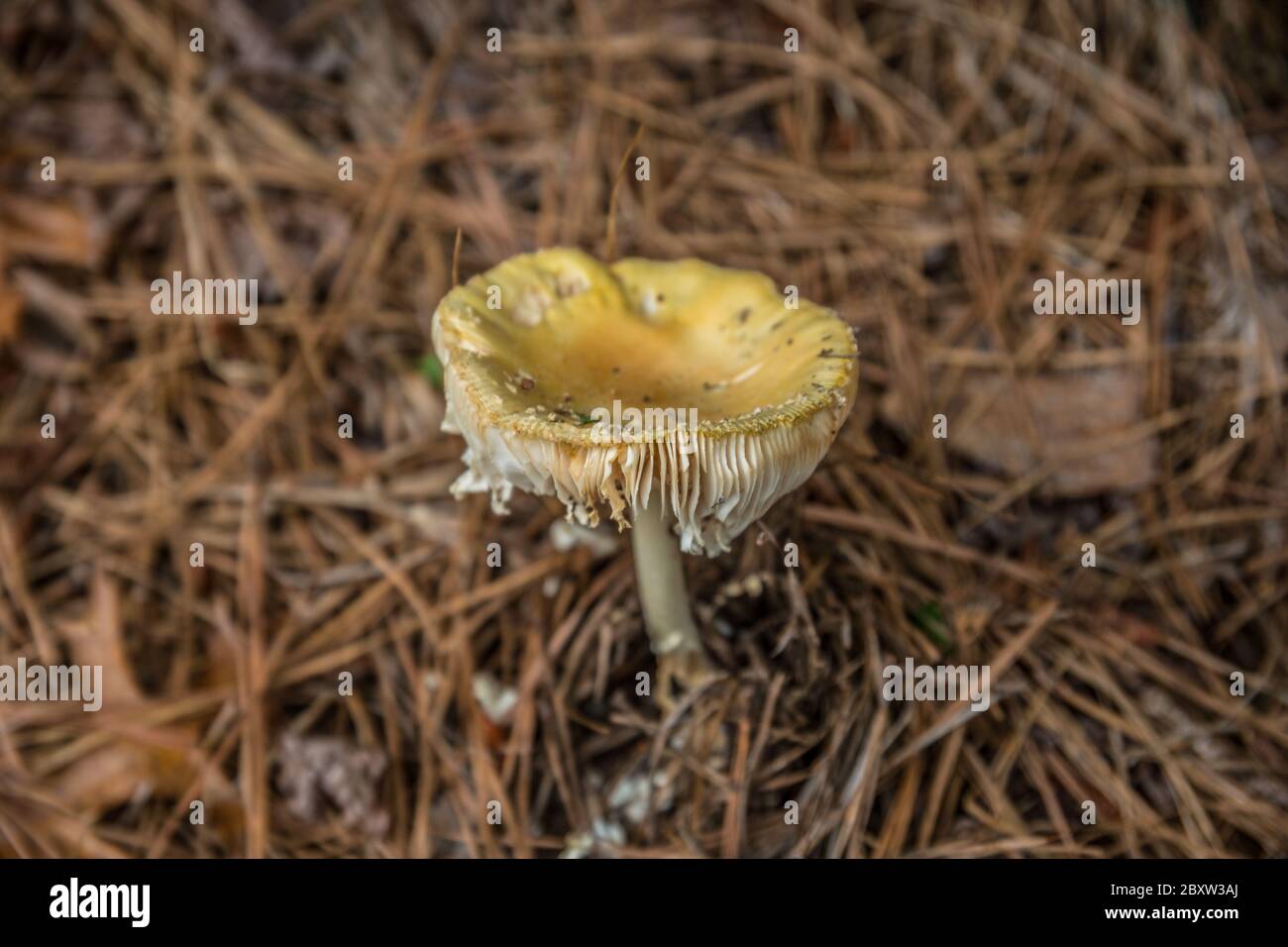 A large yellow concave mushroom tattered fully opened emerged from the forest floor of pine needles that surrounds the fungus closeup Stock Photo