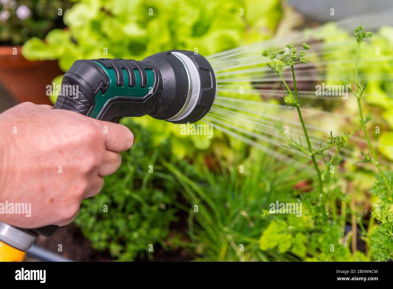 Ireland. 8th Jun, 2020. A woman waters her plants with a hosepipe in Ireland before a country-wide hosepipe ban comes into force at midnight tonight. The demand for water has increased by 20% due to the Covid-19 pandemic and the need to wash hands more often. Irish Water has said the hosepipe ban will last until Tues 21st July. Credit: AG News/Alamy Live News. Stock Photo