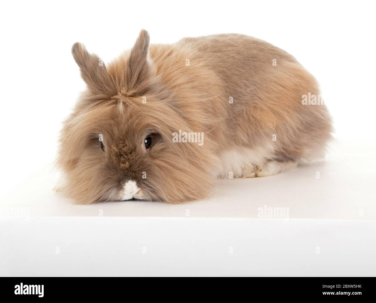 Dwarf lionhead hi-res stock photography and images - Alamy