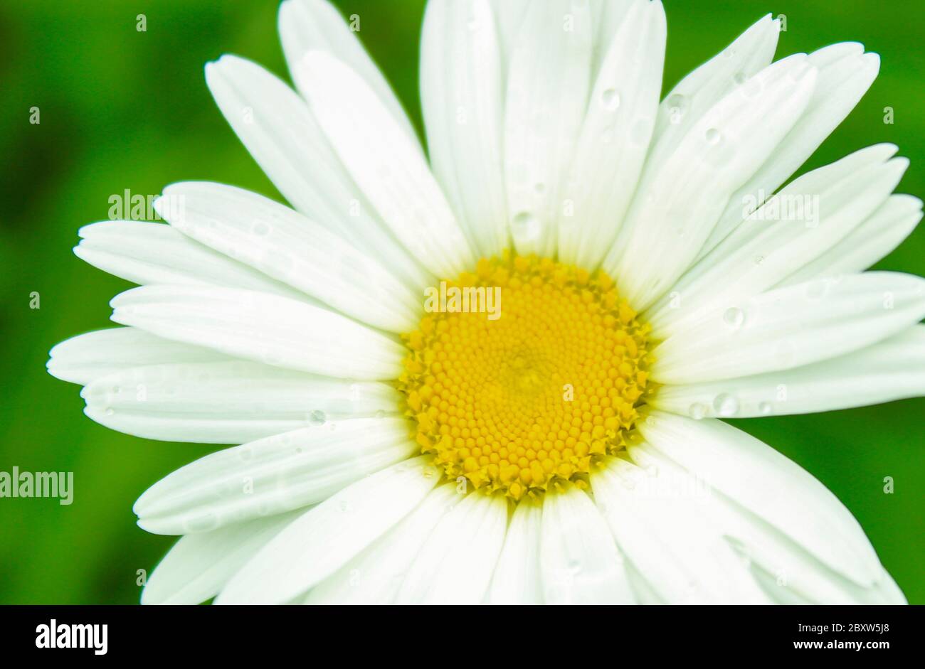 Bed in a flower field hi-res stock photography and images - Alamy