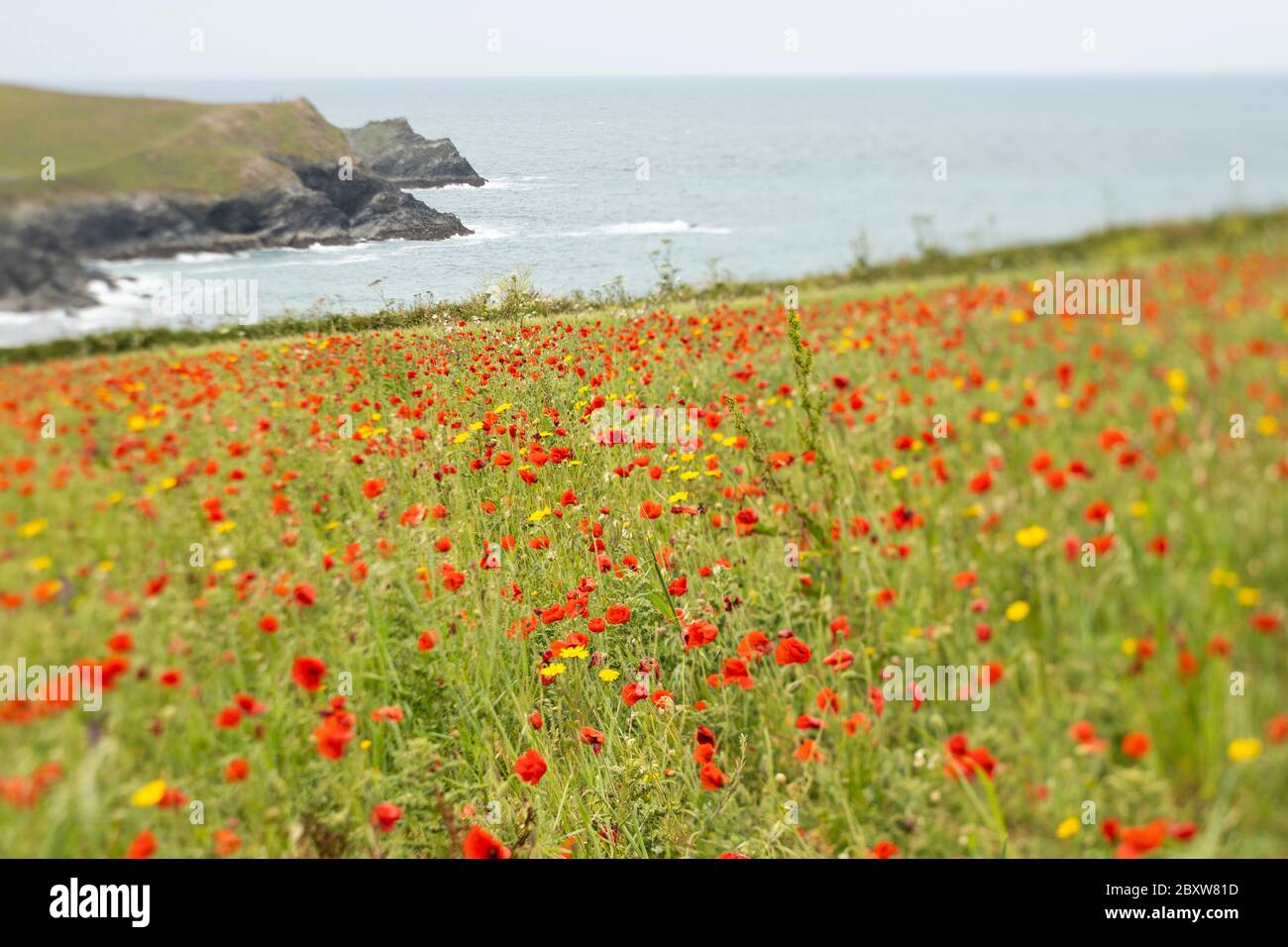 Poppies at Polly Joke, Cornwall. Stock Photo