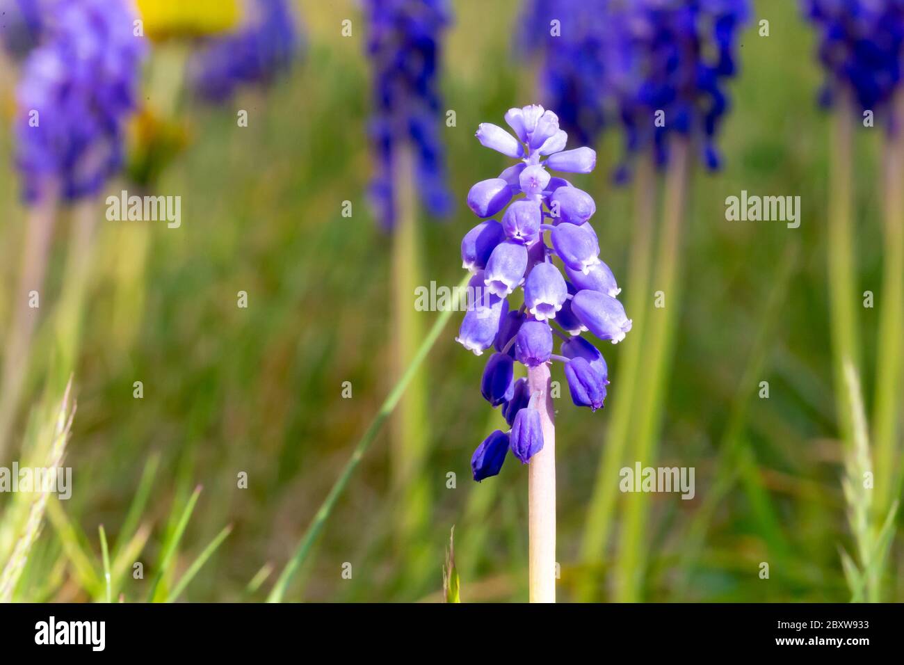 One Purple spring flower in a close-up in a flower bed Stock Photo - Alamy