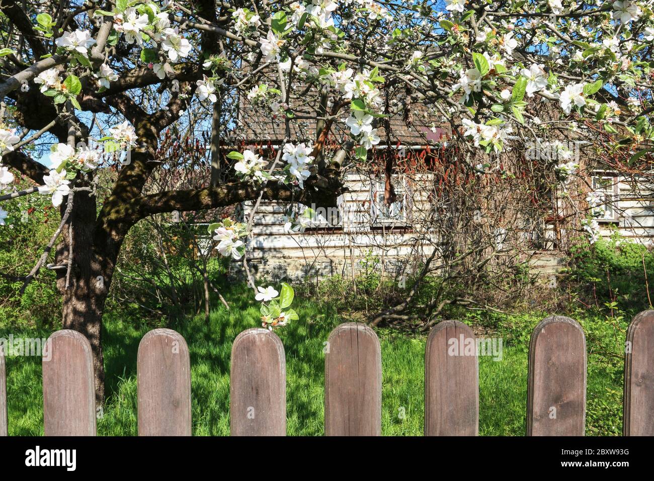 Wooden fence in front of old hut. Beautiful apple trees in the garden. Rustic, natural scenery. Stock Photo