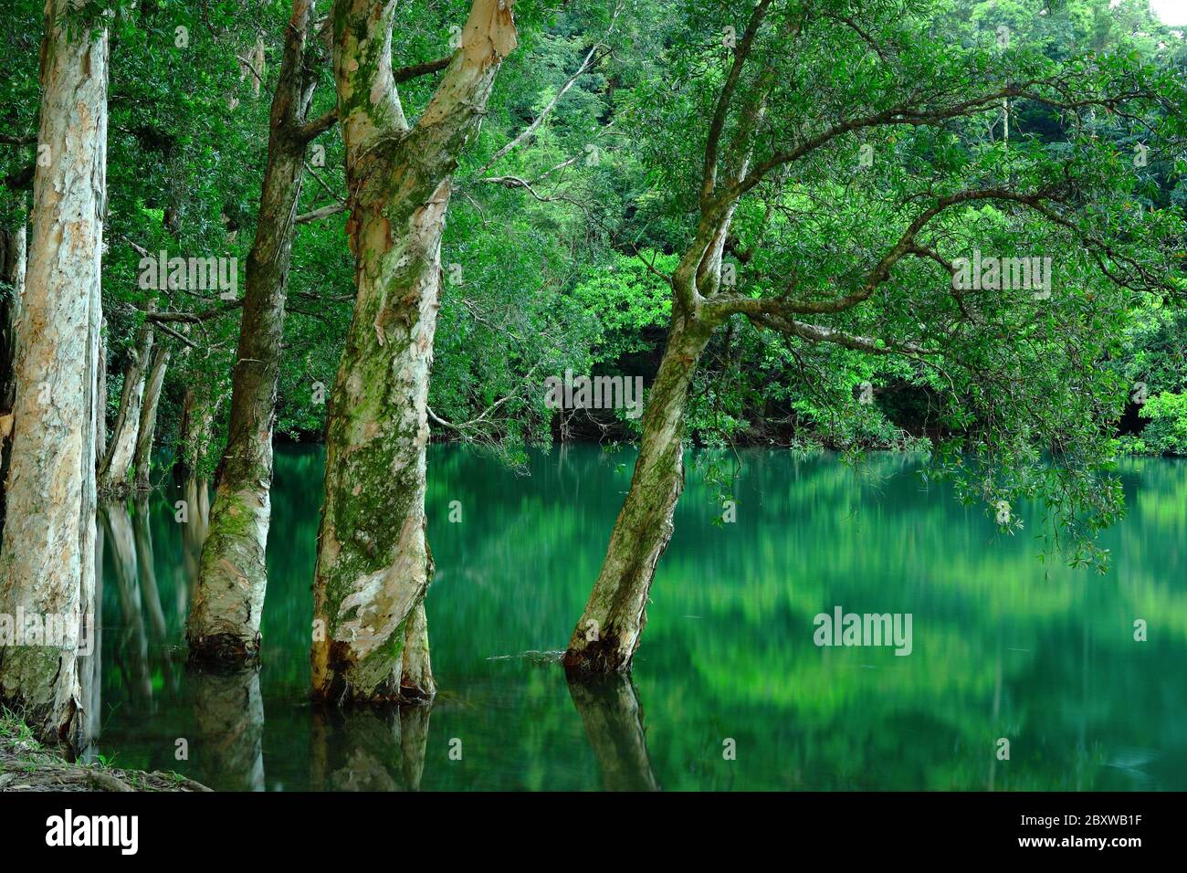 tree in water Stock Photo Alamy