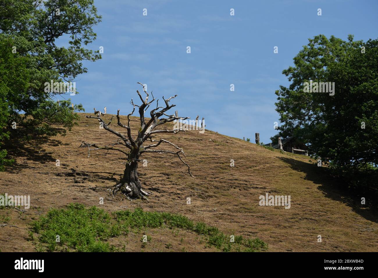 Dead tree in rural scene Stock Photo