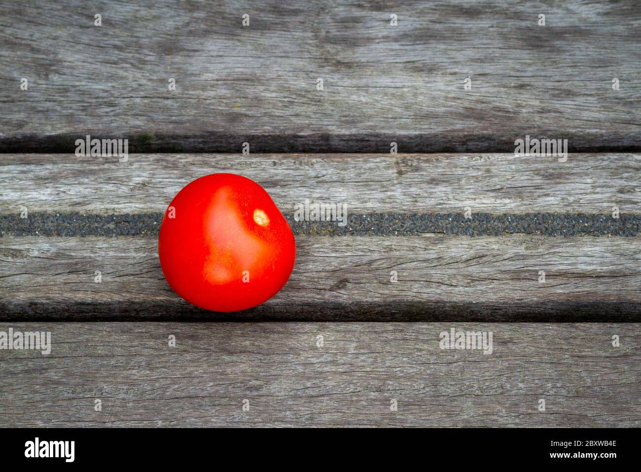 Bright red tomato on a grey background Stock Photo