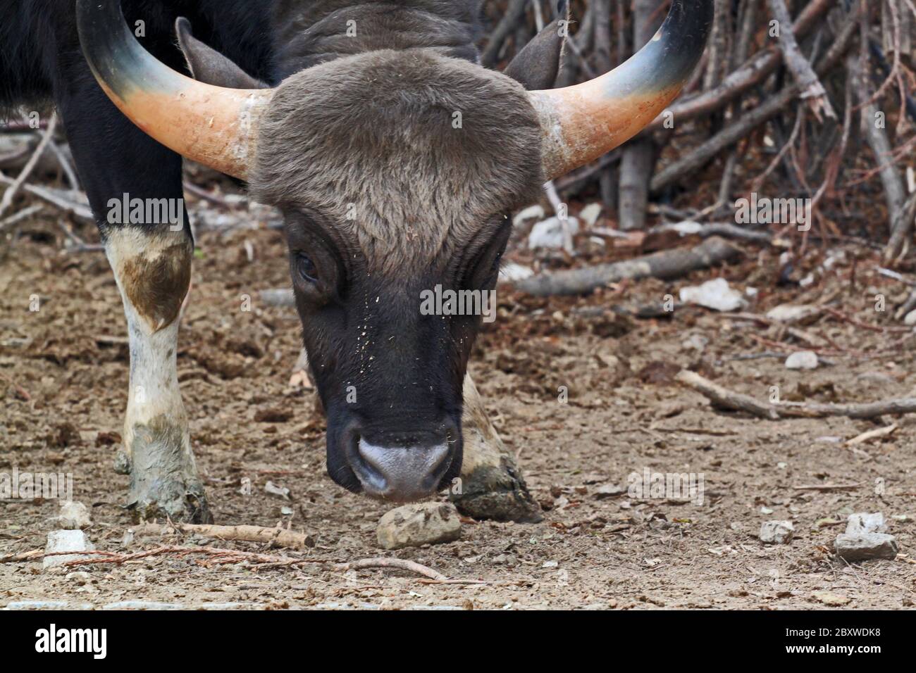 Bos gaurus. The gaur is the largest bovine and is native to South Asia and Southeast Asia. Stock Photo