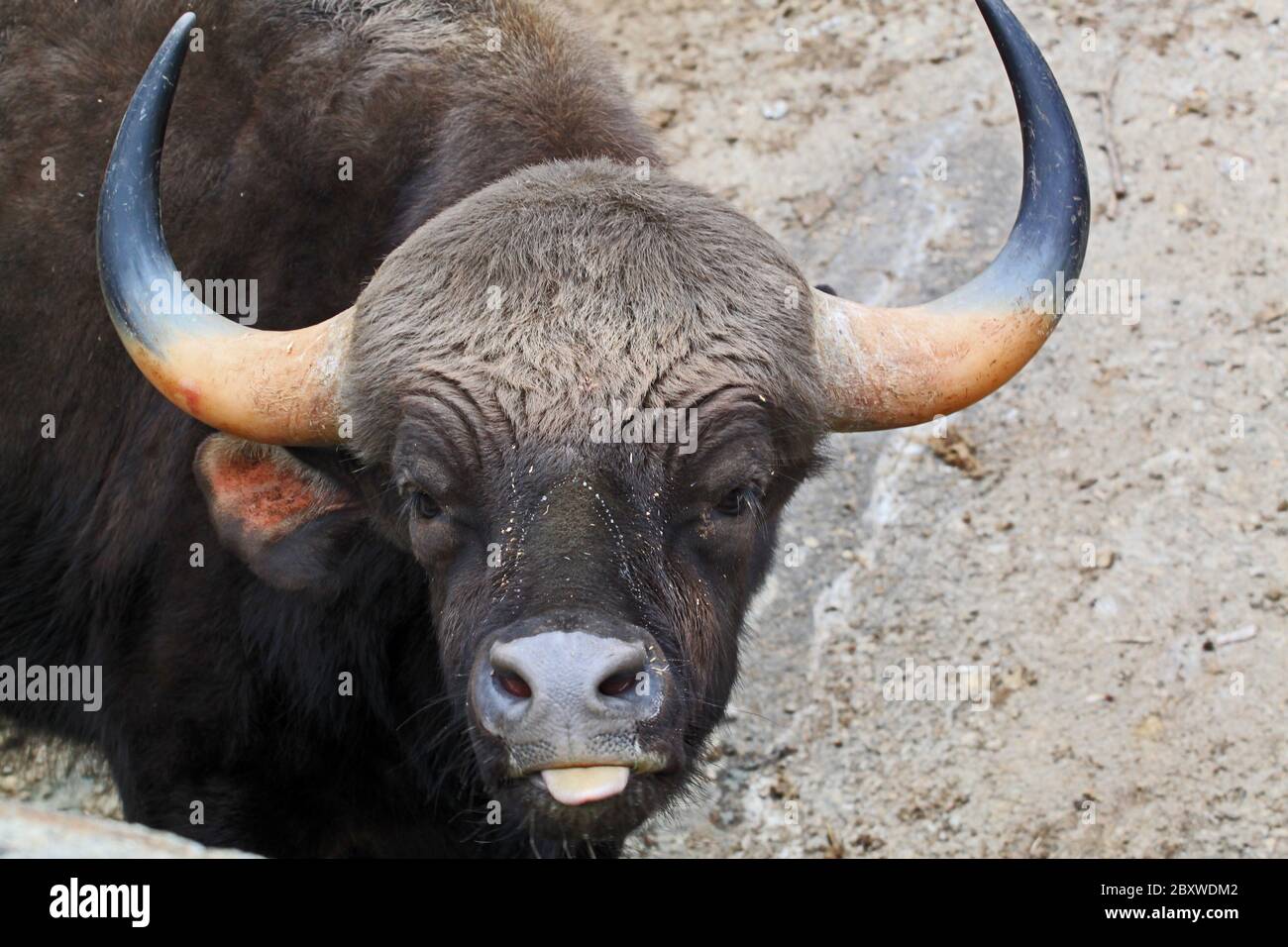 Bos gaurus. The gaur is the largest bovine and is native to South Asia and  Southeast Asia Stock Photo - Alamy