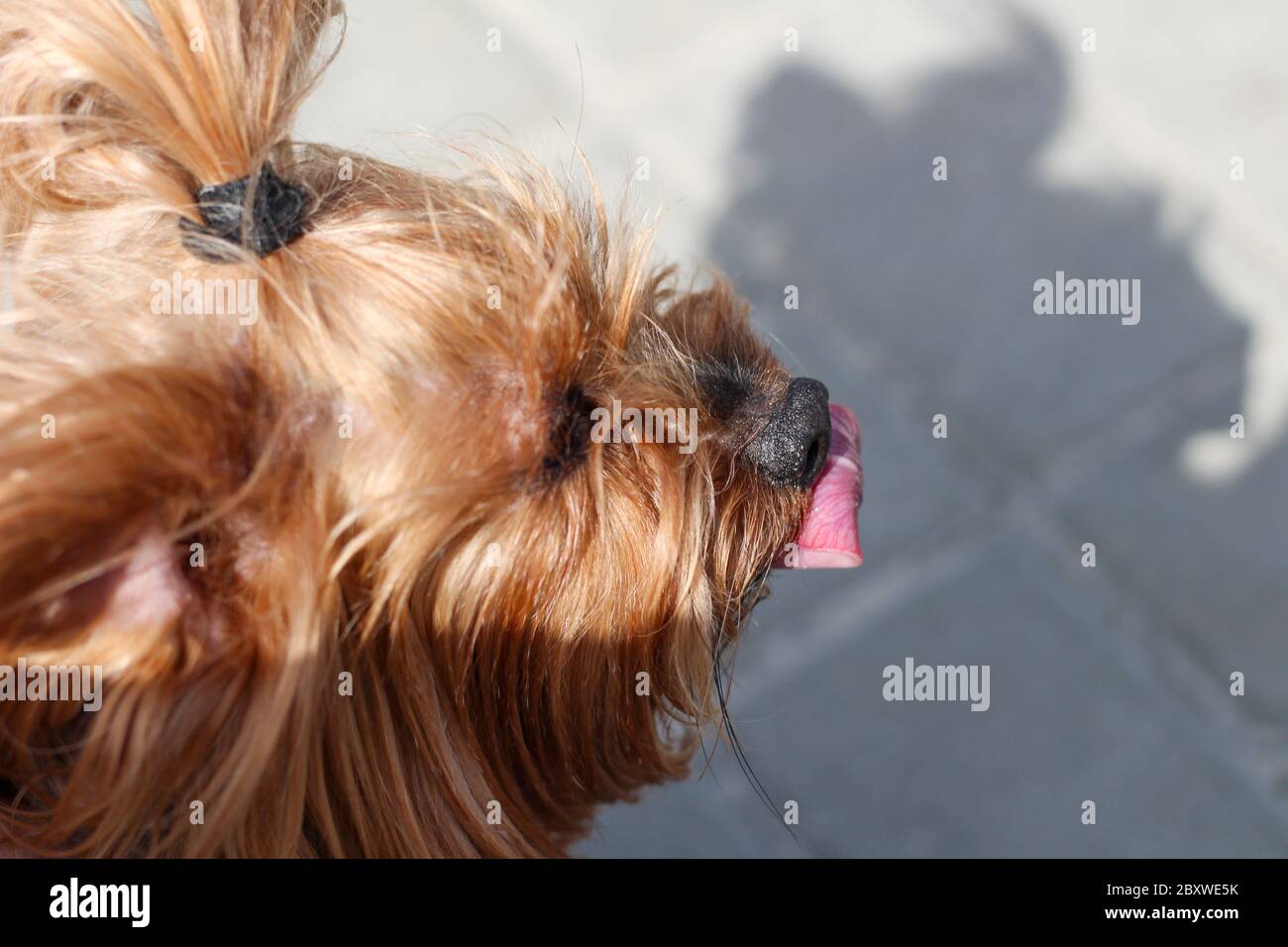 Muzzle for yorkshire clearance terrier