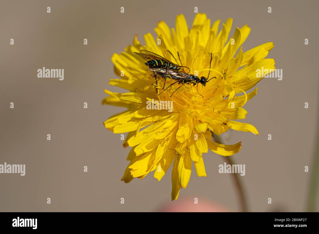 Black Soldier Fly Flies insect Hermetia Illucens mating on yellow dandelions Stock Photo