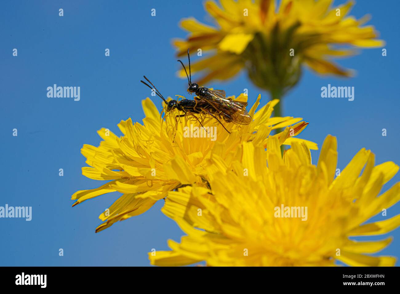 Black Soldier Fly Flies insect Hermetia Illucens mating on yellow dandelions Stock Photo