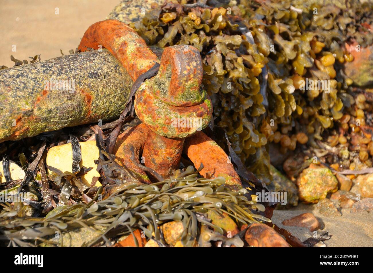 Rusty Chain and seaweed on beach, for boat mooring in harbour, at Hugh Town, St Mary's one of the five inhabited islands in the Isles of Scilly archip Stock Photo