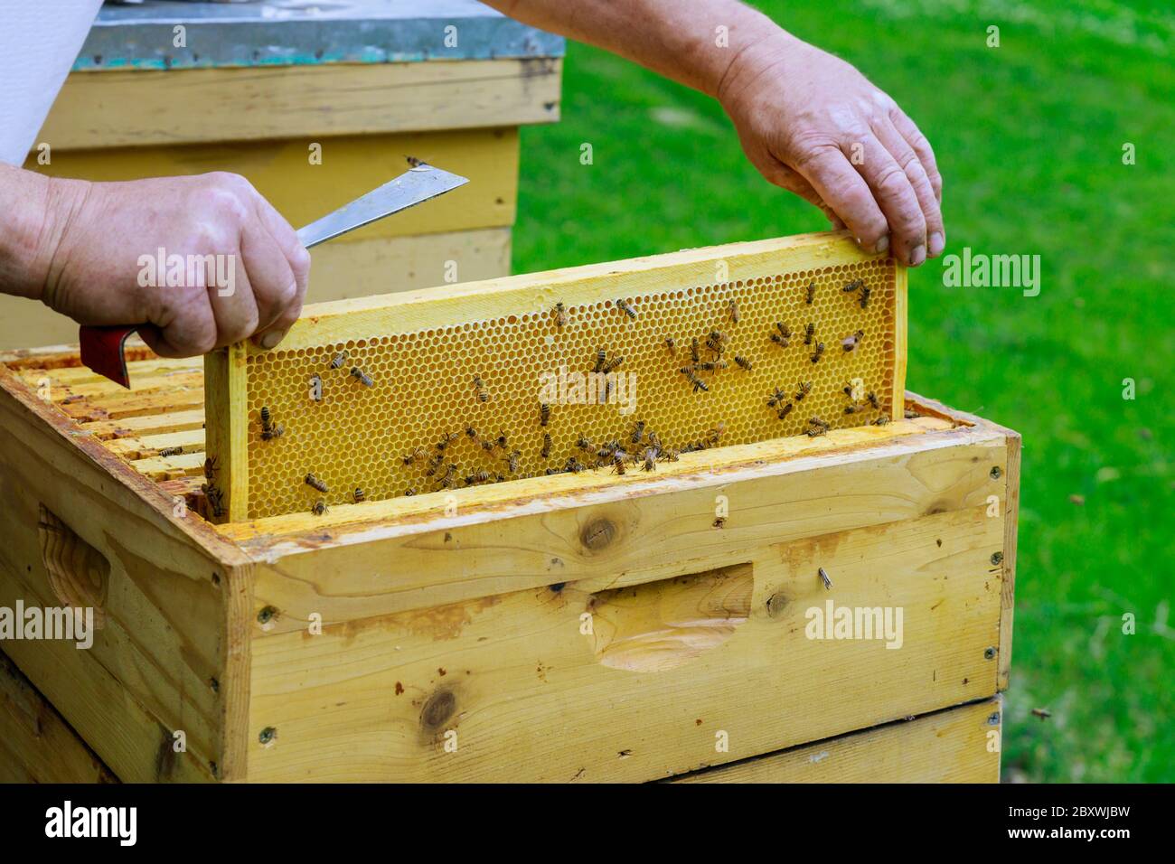 Apiform Sit-In Beekeeping for all - English version