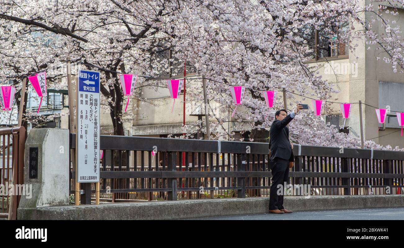 People walking along Meguro River during cherry blossom season, Tokyo, Japan Stock Photo