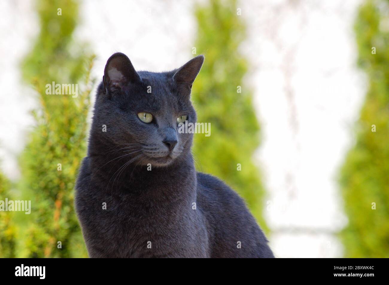 Russian blue cat green eyes hi-res stock photography and images - Alamy