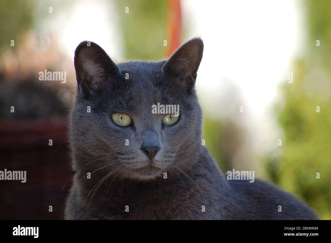Russian blue cat Stock Photo Alamy
