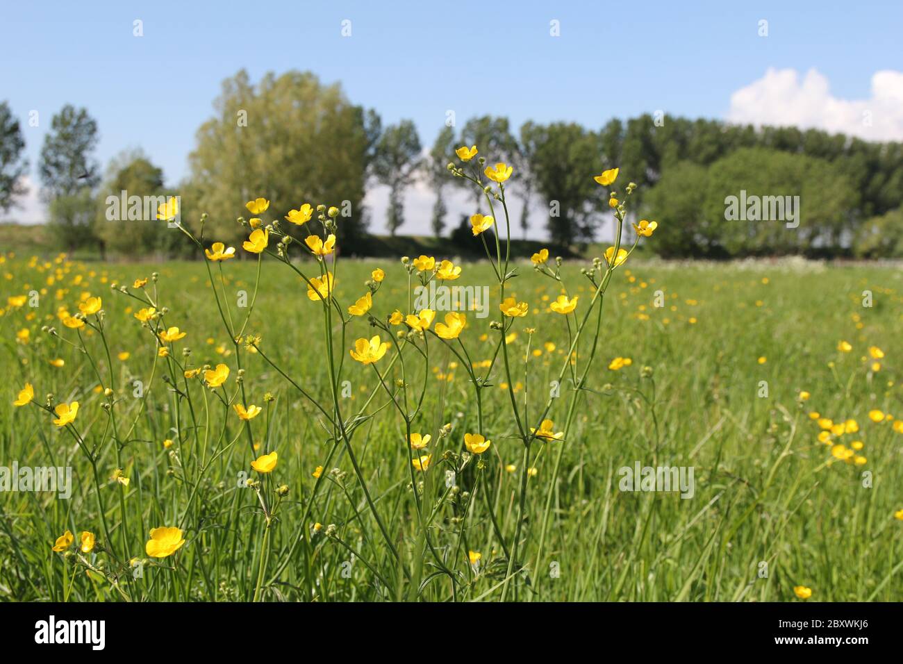a natural meadow with big flowering yellow buttercup plants in the netherlands in springtime Stock Photo