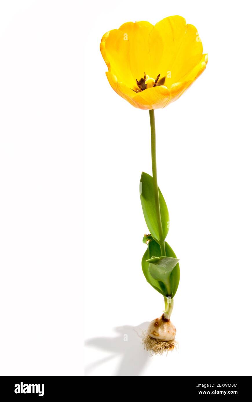 Young tulip bulb and roots hires stock photography and images Alamy