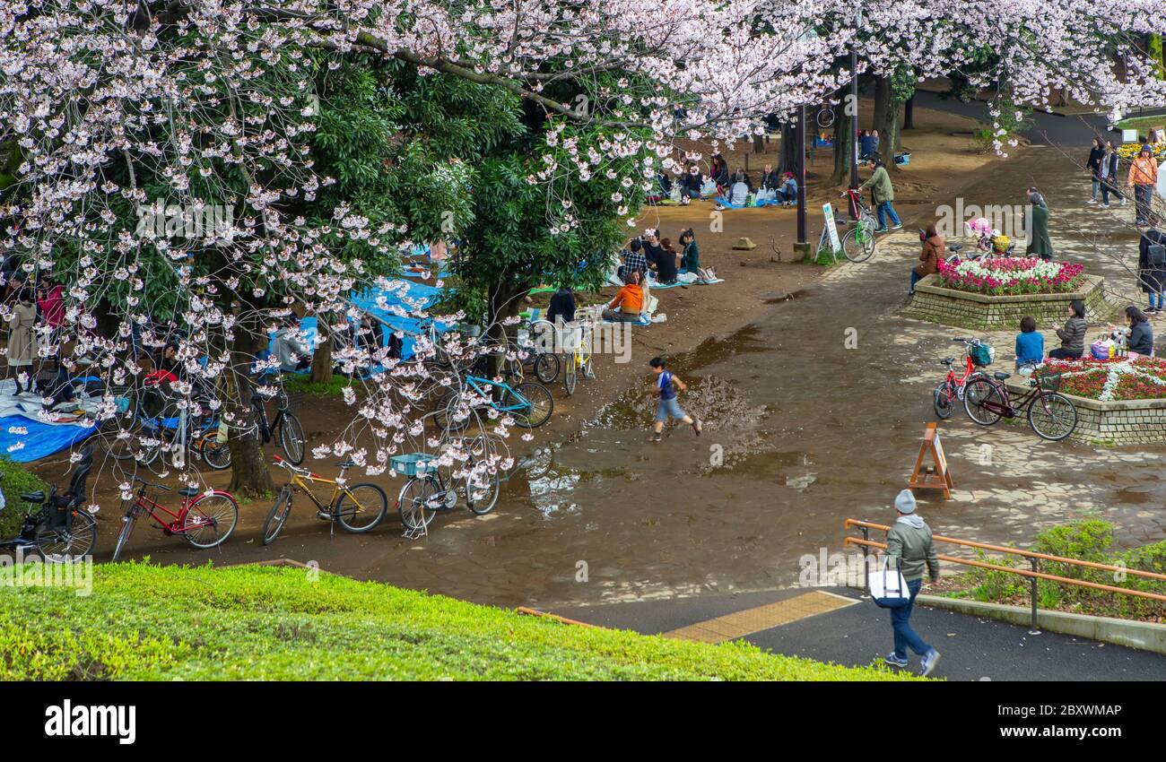 Tokyo japan crowd people cherry hi-res stock photography and images - Alamy