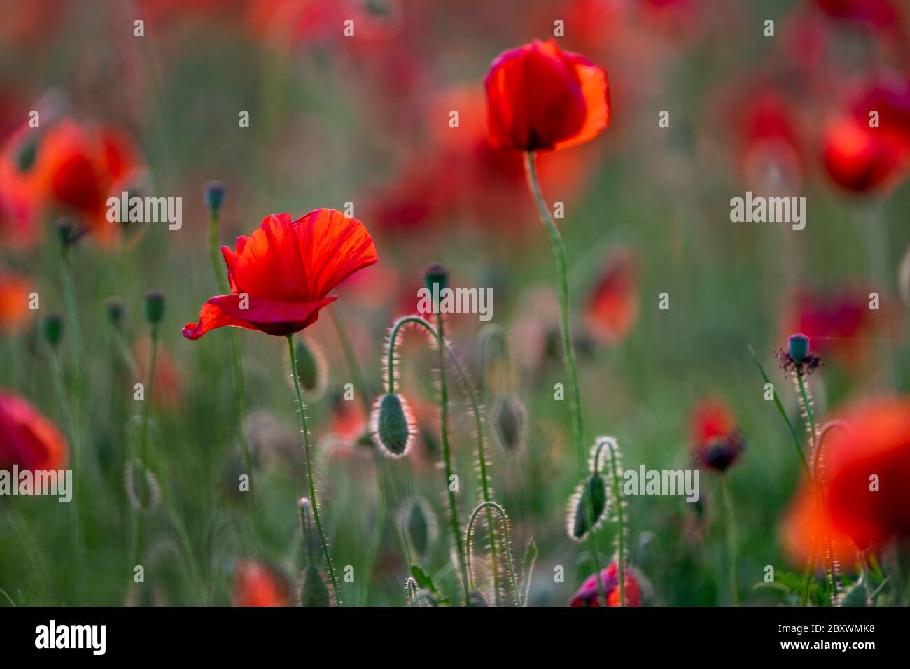 Poppies field in luberon france hi-res stock photography and images - Alamy