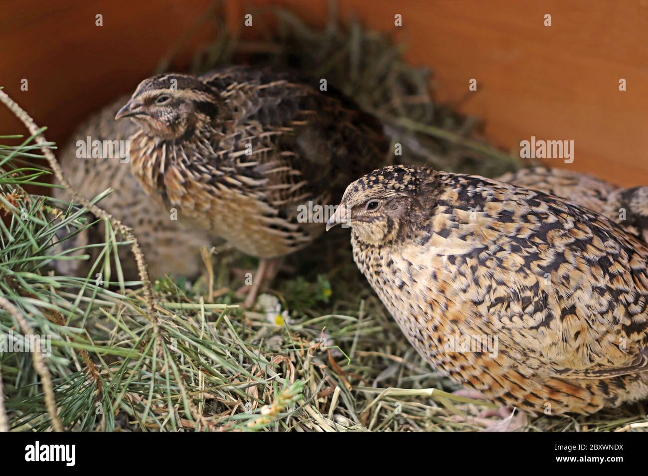 group of beautiful japanese quails in a nesting box Stock Photo