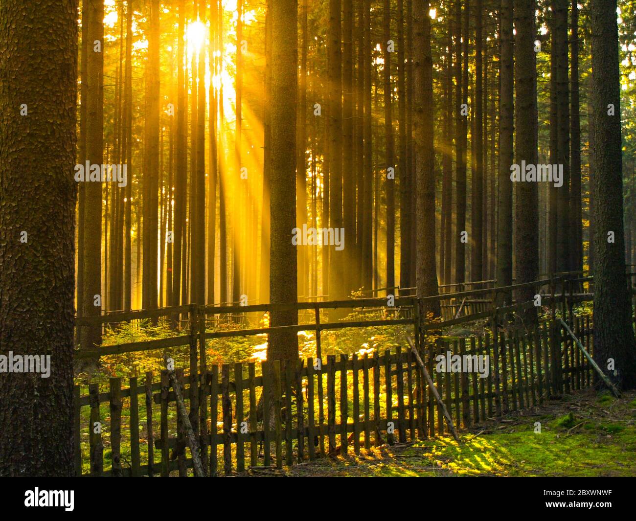 Sunrise in the forest. Sun rays shining through trees and morning mist ...