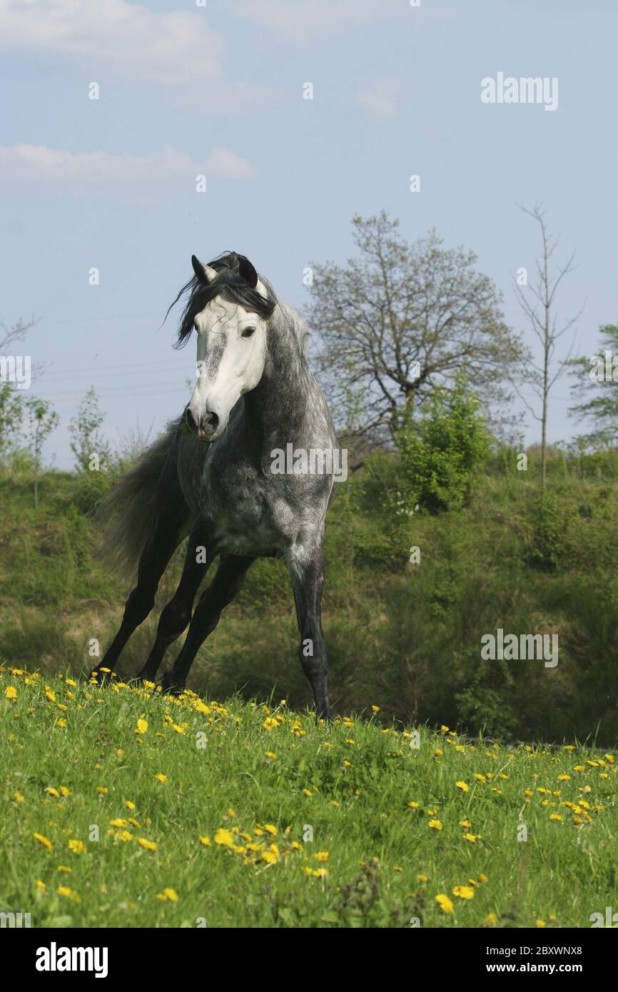 Andalusian Horse,  Pura Raza Espanola Stock Photo
