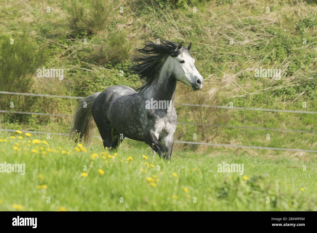 Andalusian Horse,  Pura Raza Espanola Stock Photo