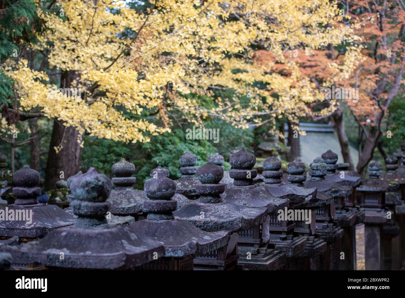 Stone lanterns at the Kasuga Taisha shrine in Nara, Japan, with foliage colors of the trees around Stock Photo